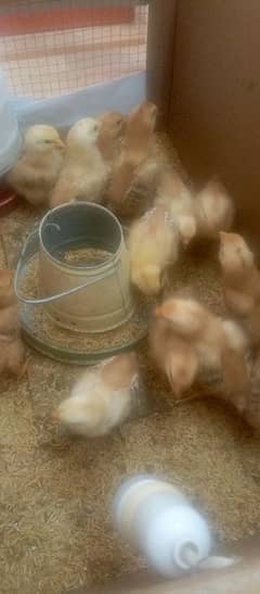 RIR chicks for sale