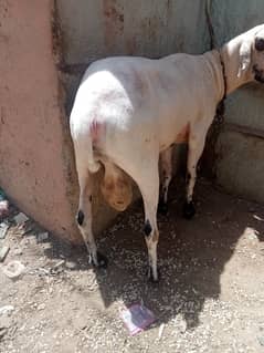 Mundra dumba 2 dant