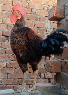 1 Aseel Murga