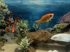 Aquarium fishes