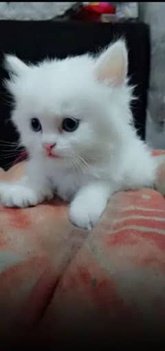 Persian