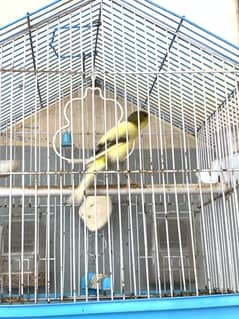 Canary