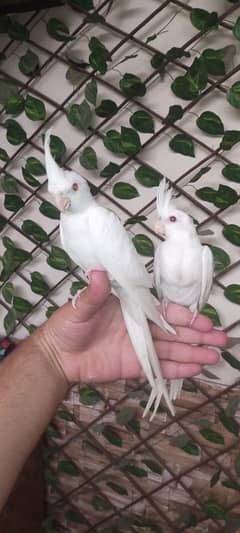 hand tamed friendly Cocktails beautiful