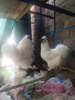 White silkie breeder pair 5 fingers best quality.