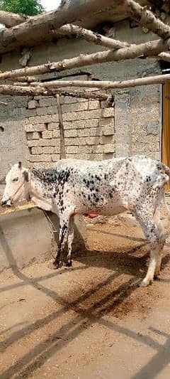 Cow for sale Contact 03125173572