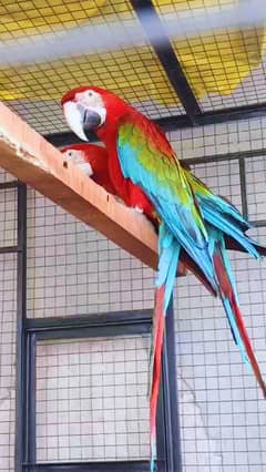 Breeder Pair Greenwing Macaw for Sale - Birds Market Green wing Macaw