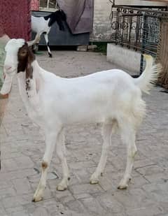 white beauty 2 goats