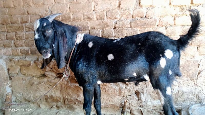 Bakra for Qurbani in 2025 17