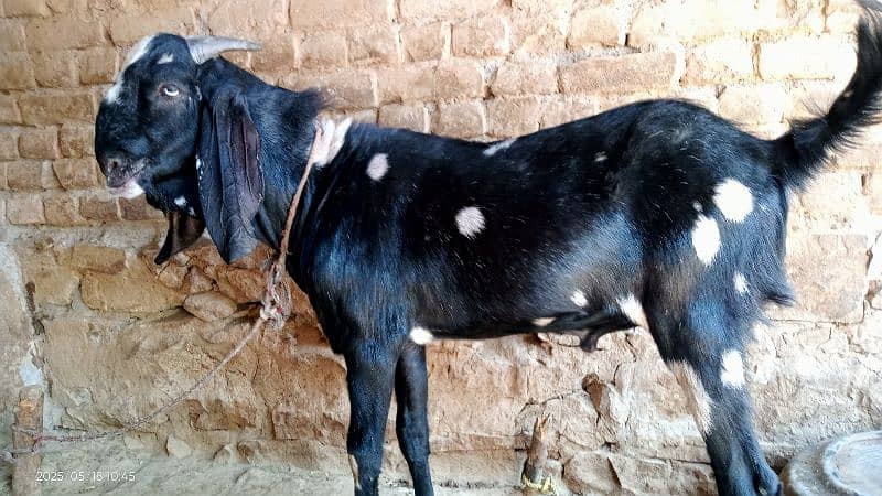 Bakra for Qurbani in 2025 18