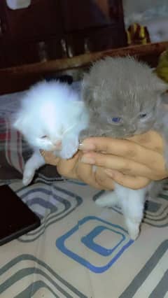 two cute kitten for sale