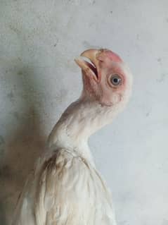 Parrot