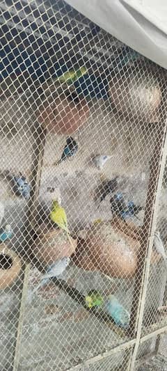 Australian Breeder Pair