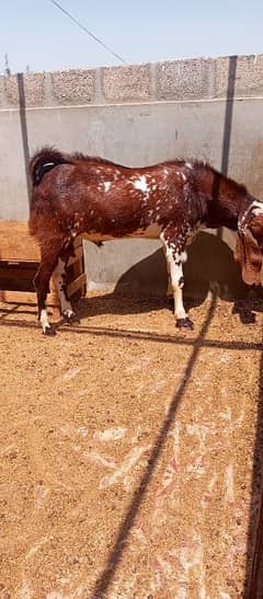 qurbani ka baqra