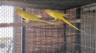 Yellow Ringneck Adult 2 Pairs