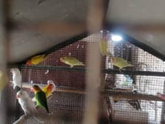 love birds for sale
