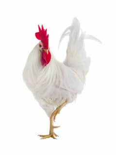 3 Hens 1 rooster