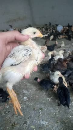 Golden misri chicks