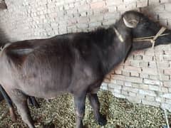 qurbani