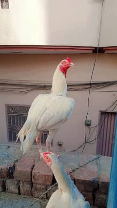 heera patha granted white bchy nikaly ga 03324997411