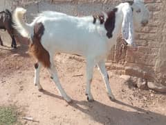 donde bakery for sale qurbani wale
