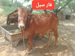 Bull For Sale