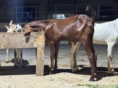 bakray for sale