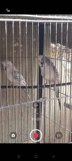Undersize Tcb budgies
