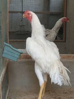 White O shamo male