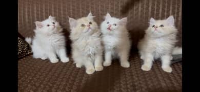 Persian