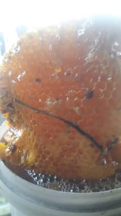 pure honey from sindh jungle. karachi jail road.