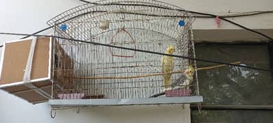 cocktails parrot