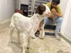 kamori  gulabi bakra