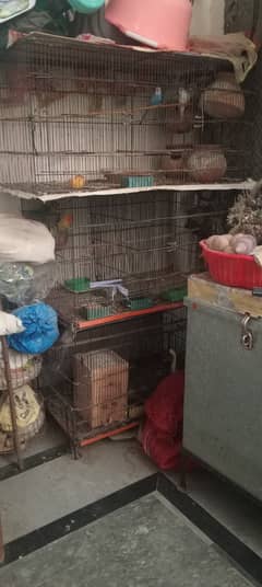Birds