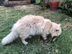 Male Persian cat