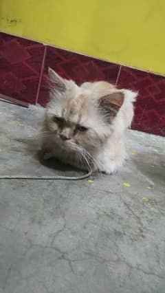 Persian cat