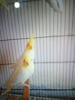 cream