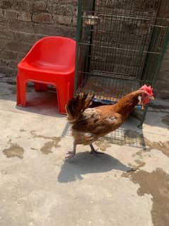 Desi murgiyan
