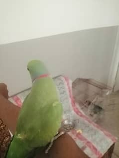 Green Ringneck parrot age 7 Years