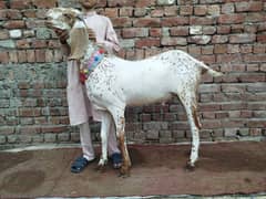 bakra