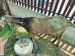 2 dant khasi baqra dhondha