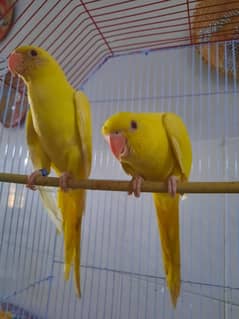 Yellow Ring Neck