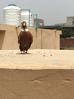 Tajj | Gogi | Sherazi | Pegion | Pigeon | Kabotar