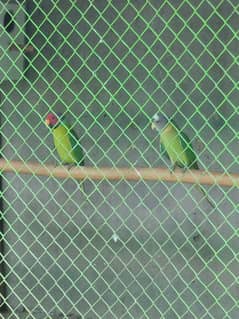 Plumhead Plum headed breeder pair For sale