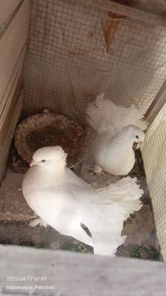 White laky