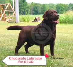 For Stud dog