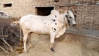 Qurbani
