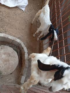 goat male baby for sale