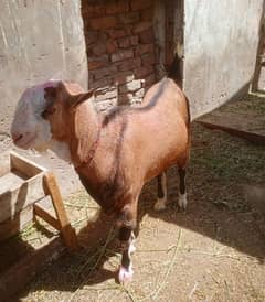 tedda pure dany pay pala hao ha breeder ha