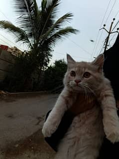 4 months old kitten