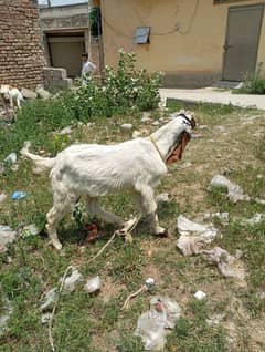Mashallah beautiful bakra